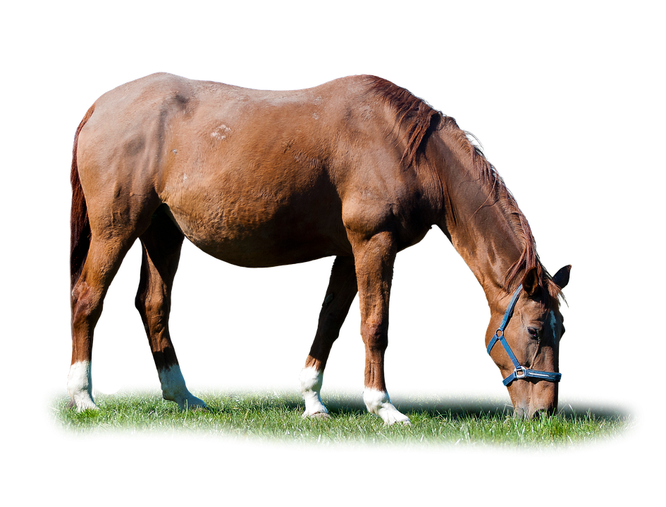 Trávení a zažívání